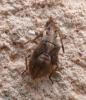 Stictopleurus sp.